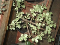 cb4d2ae0-Picture 010.jpg